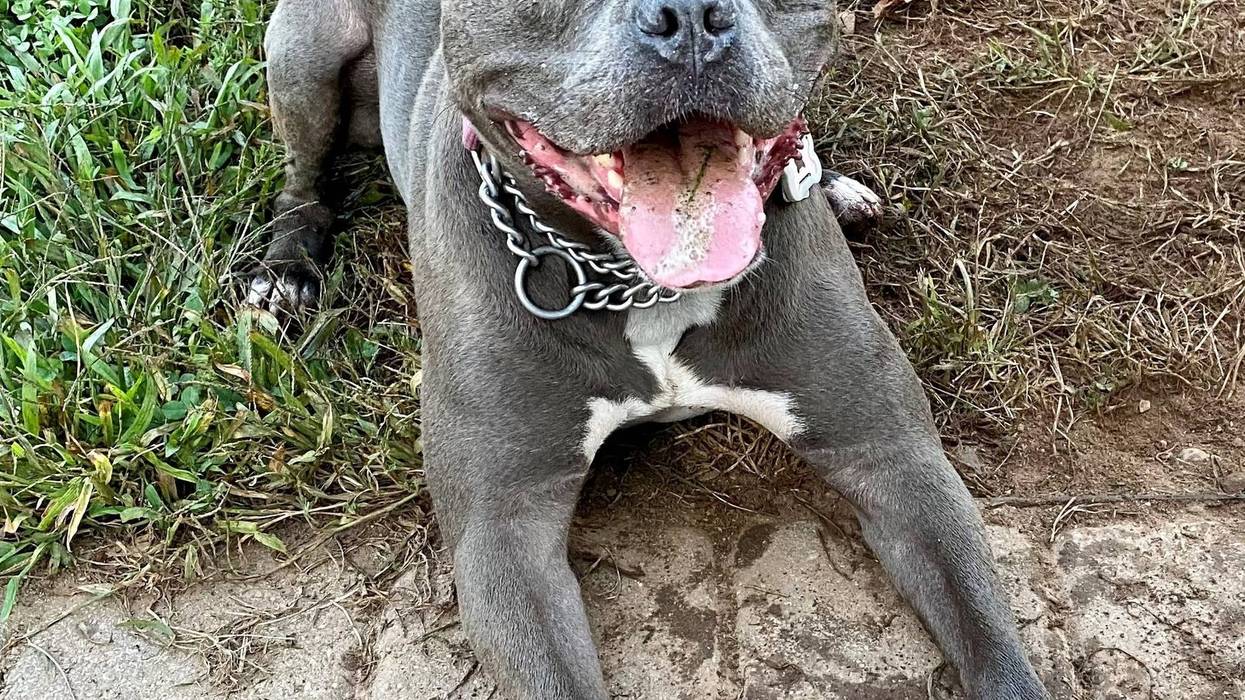 Pitbull