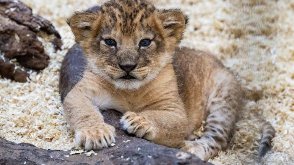 Pittsburgh Zoo celebrating first lion cub birth in 6 years