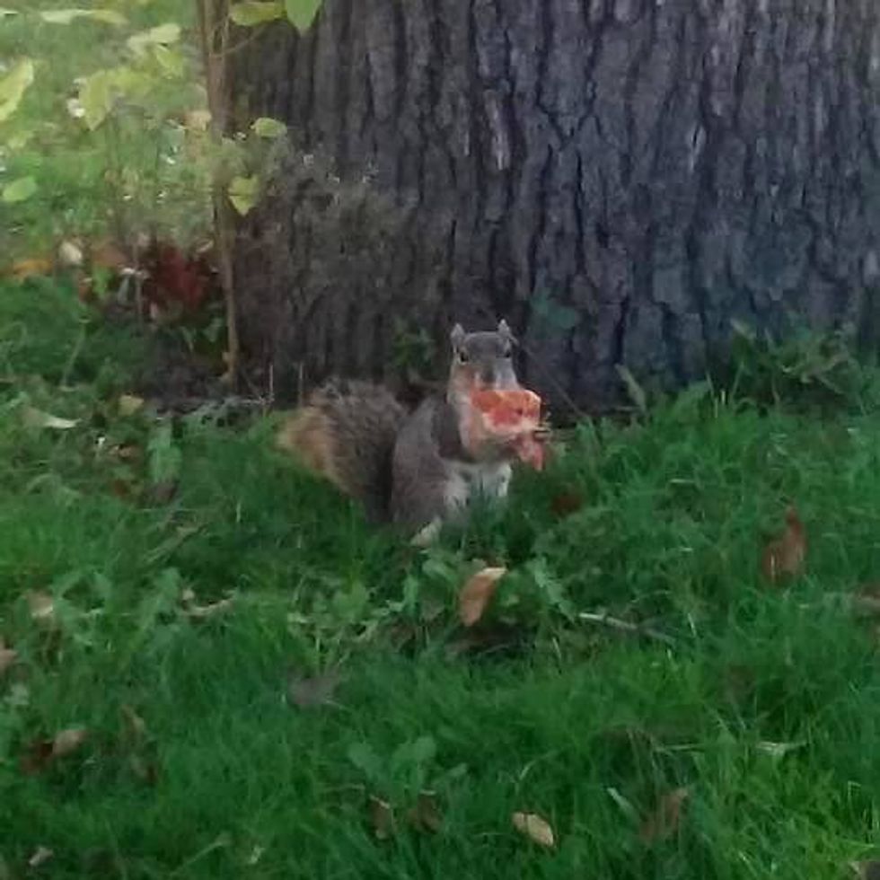 Pizza-eating squirrel