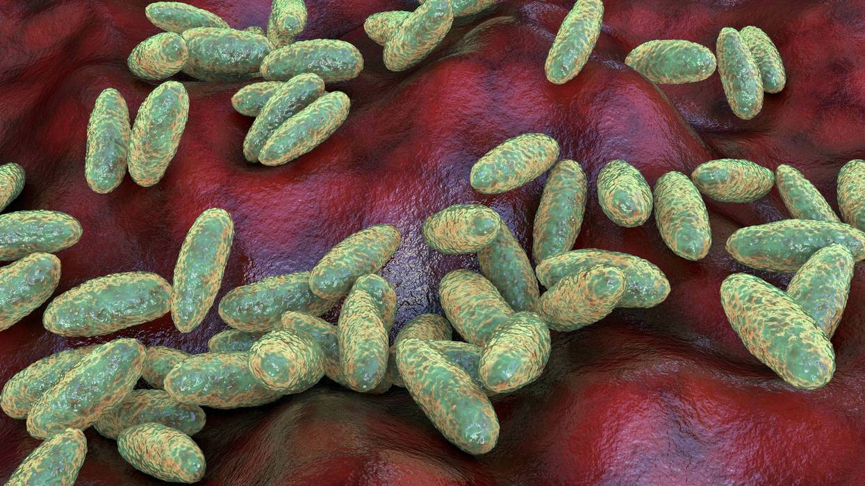 Plague bacteria Yersinia pestis, illustration