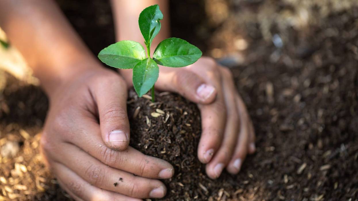 plant a tree