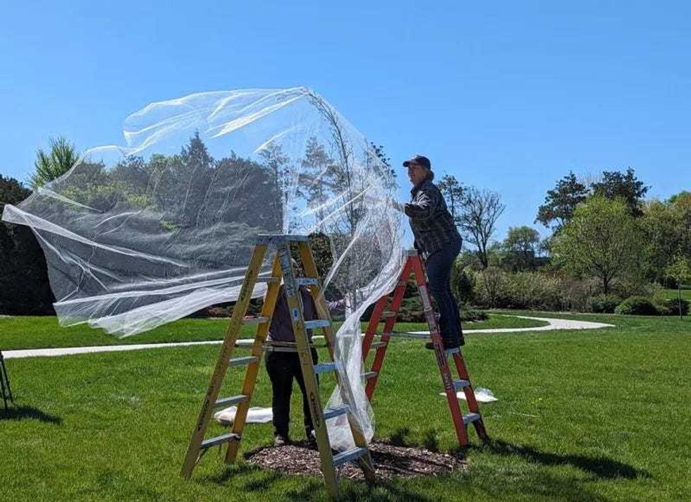 Plant care workers at the Morton Arboretum wrap trees in tulle to protect them from what