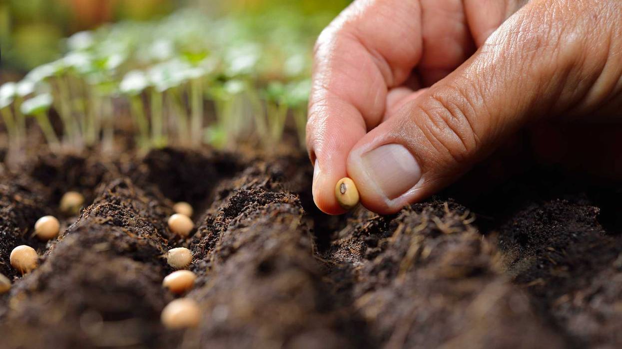 plant-seeds-GettyImages-527229644.jpg