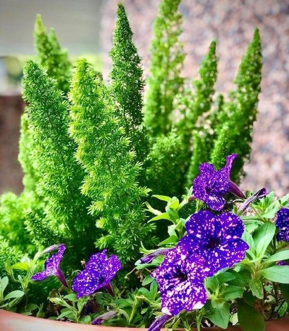 Plantations Incorporated Interior Plantings