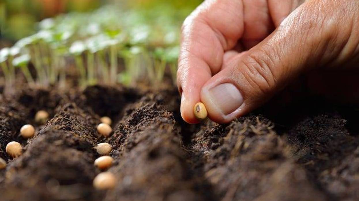 planting seeds
