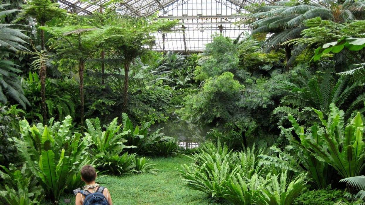 plants