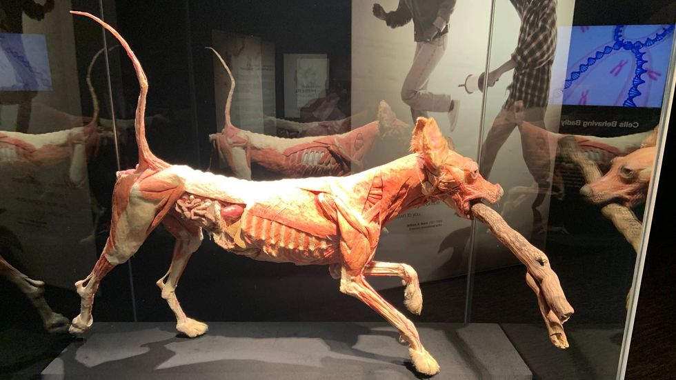 Plastinated dog