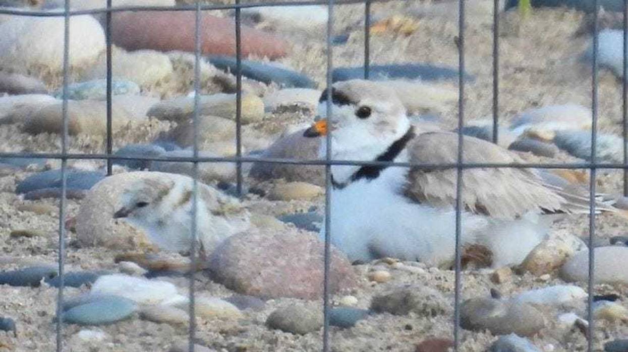 Plover chicks