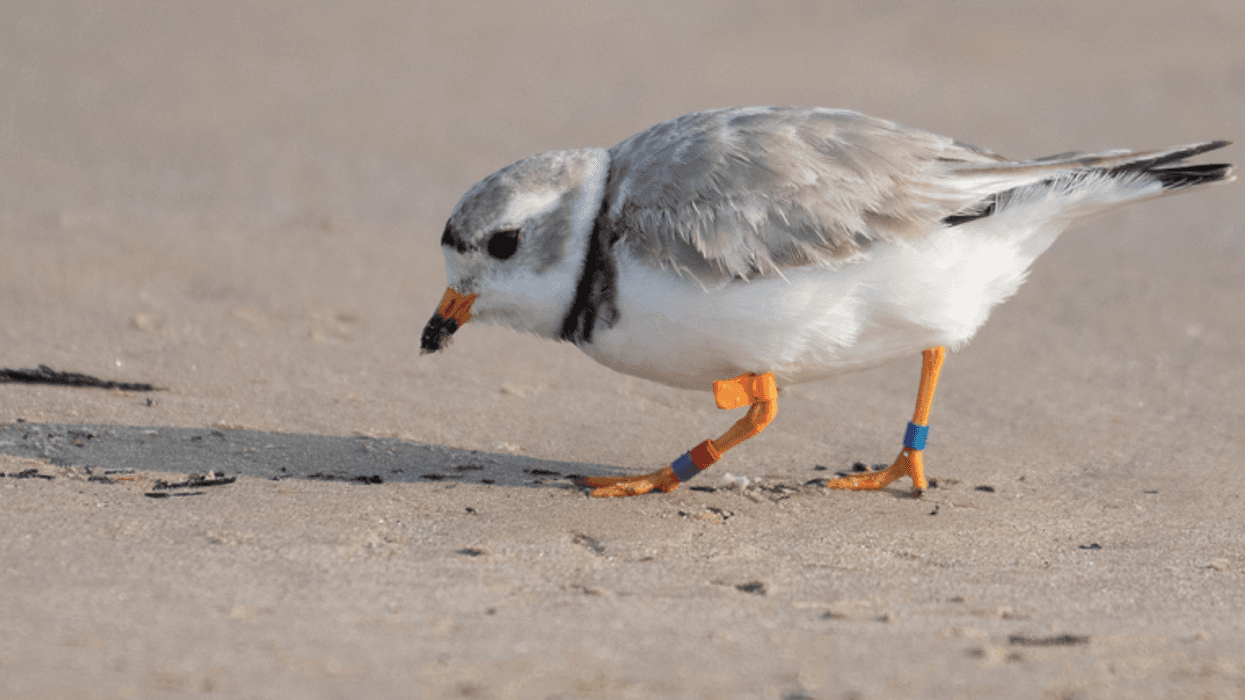 plover