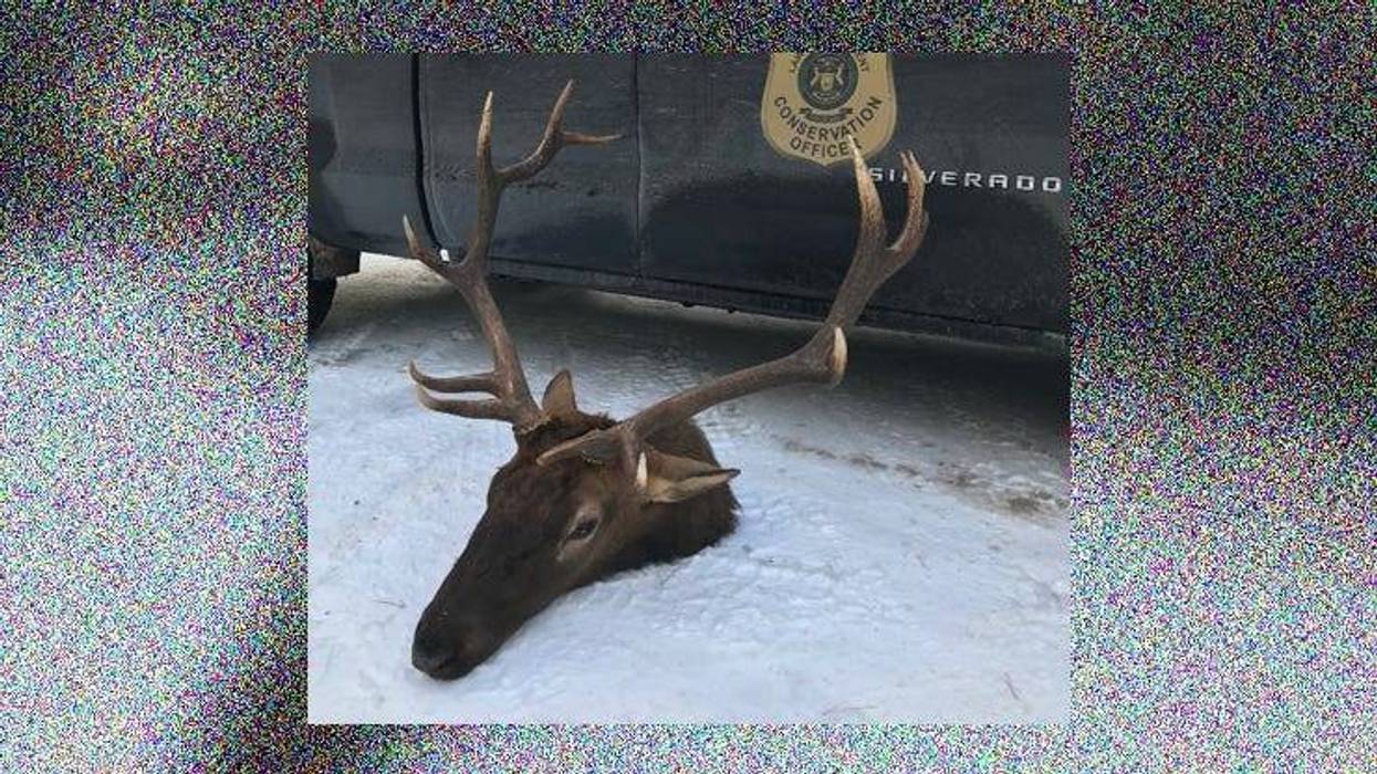 poached bull elk