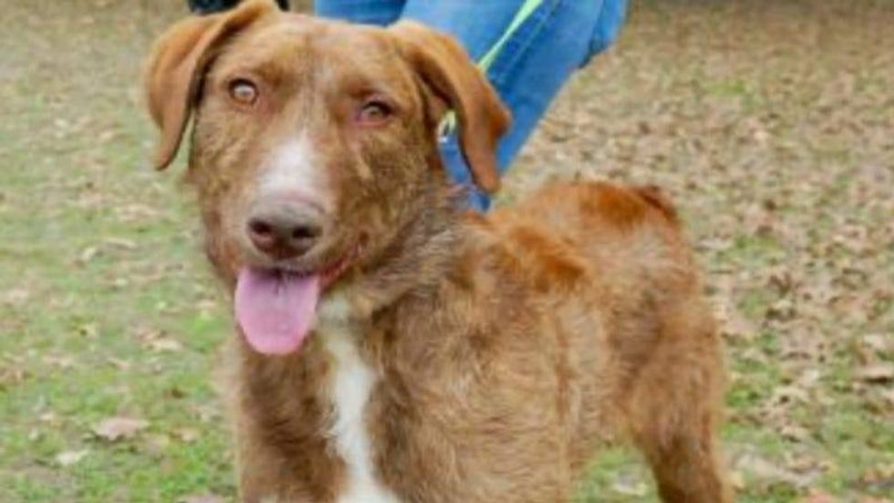 Pogo Austin Humane Society February 2021