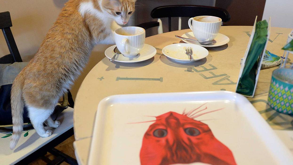 Poland Cats Invasive Species