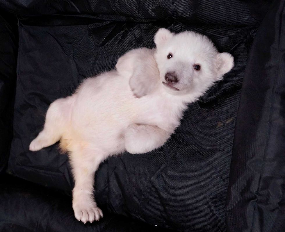 polar bear cub