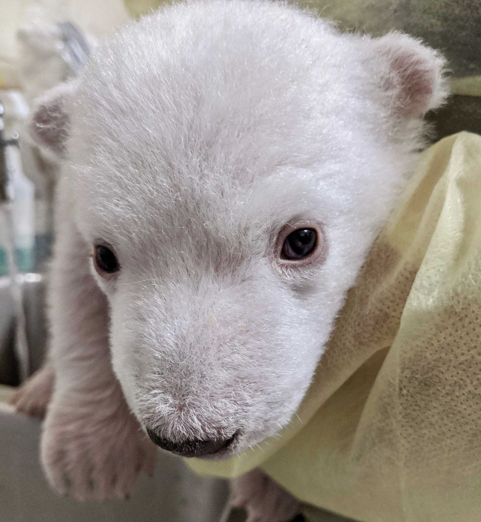 polar bear cub
