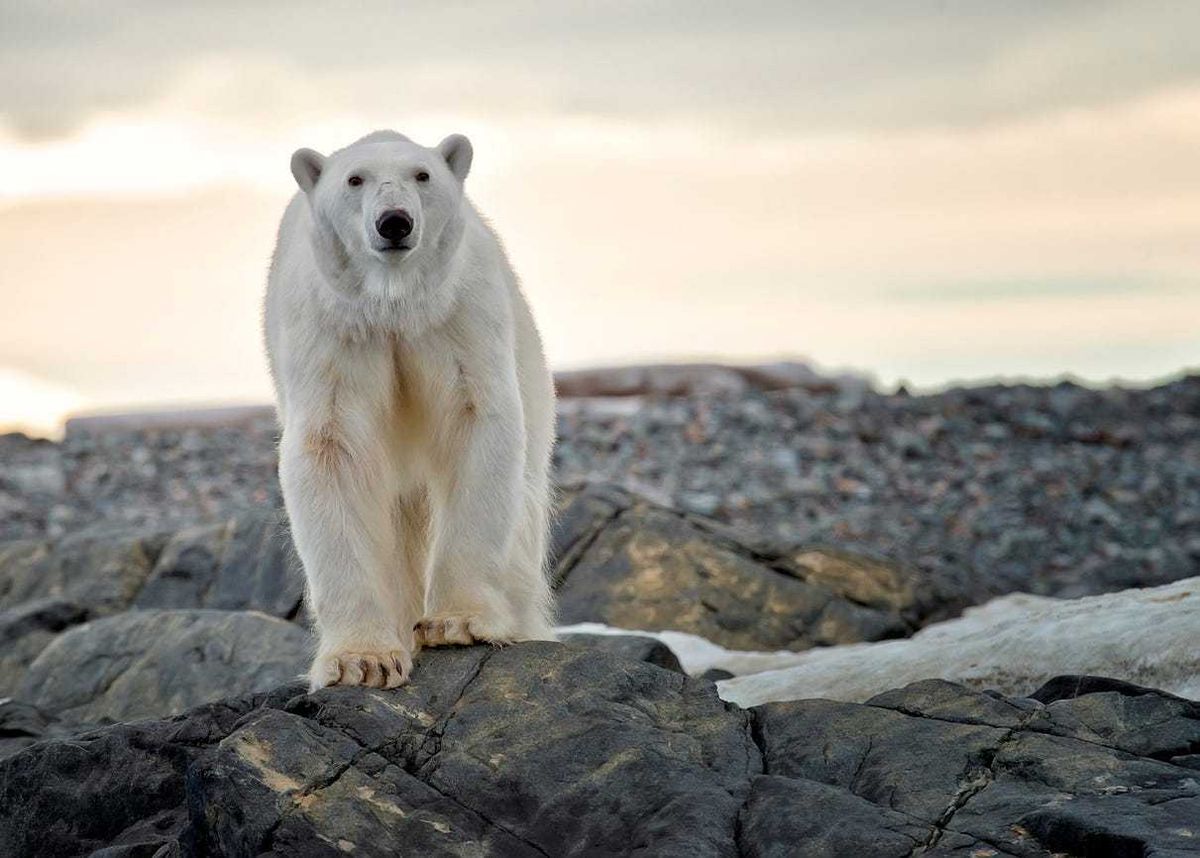Polar bear walking on rocks.