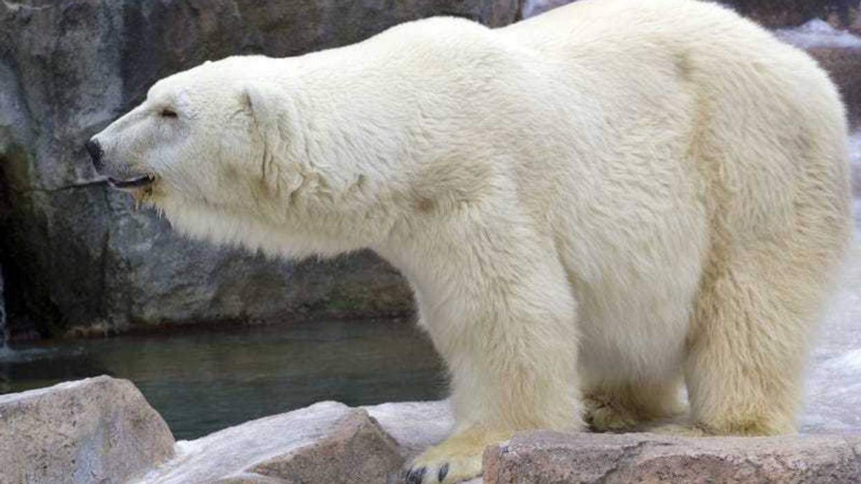 polar bear