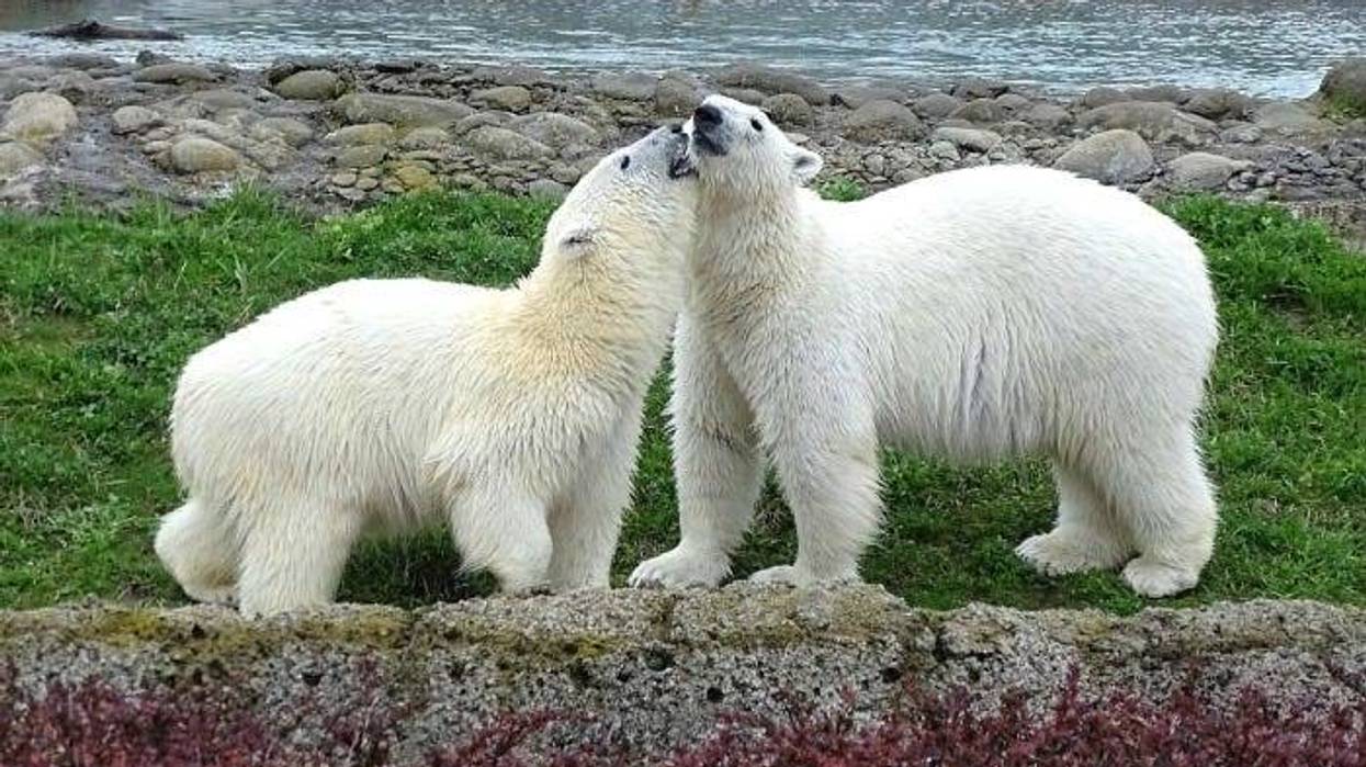 Polar bears Astra and Laerke at the Detroit Zoo