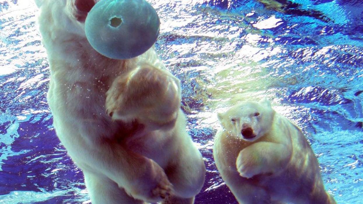 Polar Bears at Detroit Zoo