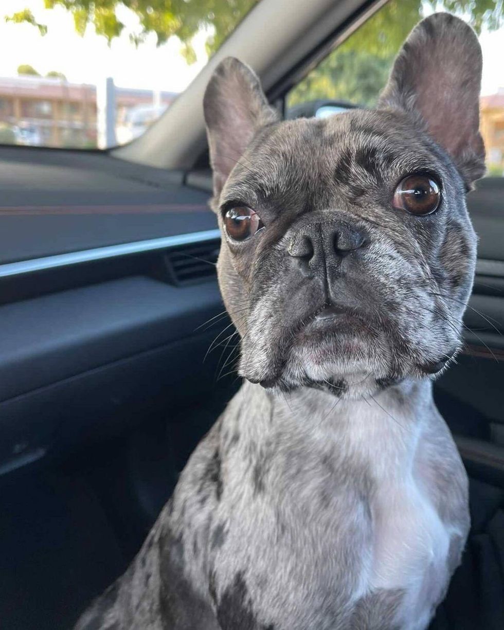 Police are conducting an investigation after a woman was robbed of a French Bulldog at gunpoint in Oakland on Friday.