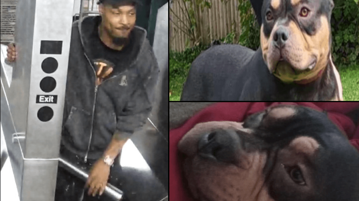 Police are searching for an American Bully who was stolen from a man as he slept on a Bronx D Train on Sunday