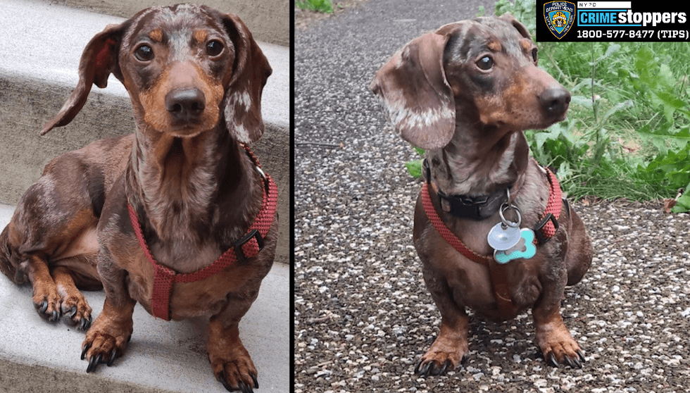Police are searching for Milkshake the dog after she was stolen in the Bronx on May 4