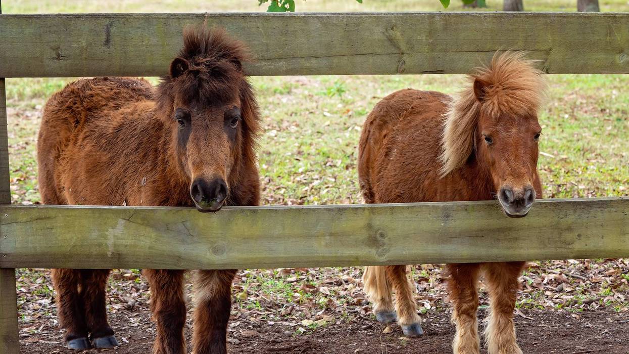 Police called it a "grizzly" scene when they discovered 13 animals had starved to death when their owner died at home on Michigan's westside.