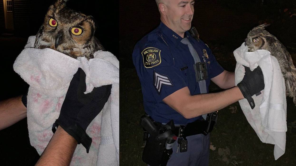 Police came to the assistance of a Great Horned Owl that was hurt after it was struck by a car on US-10 Monday evening.