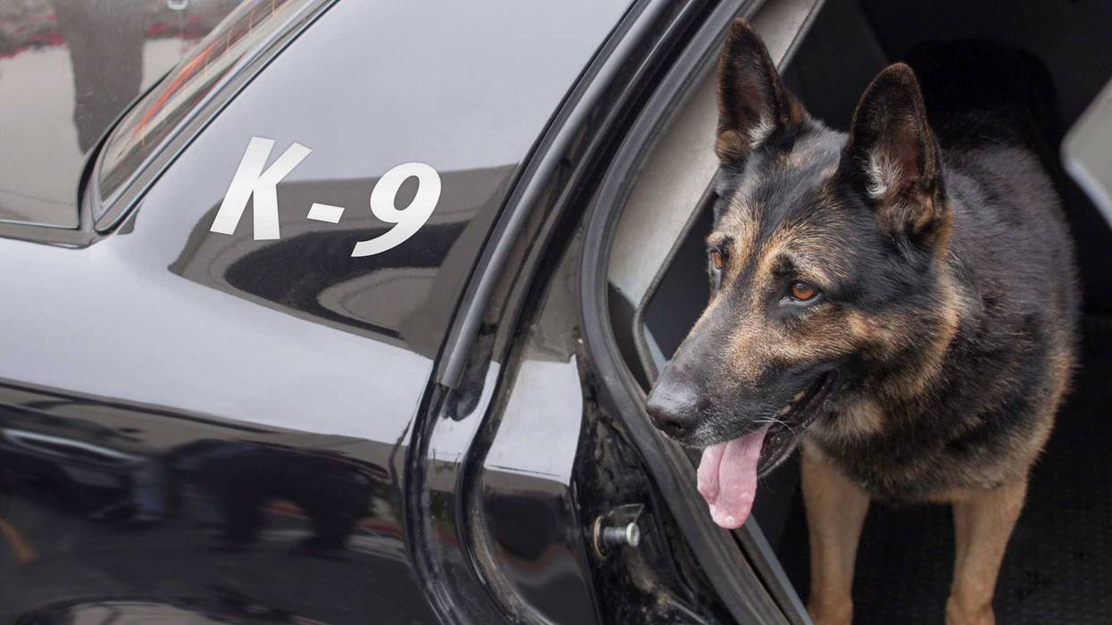 Police canine waiting in the back of a patrol car for his orders.