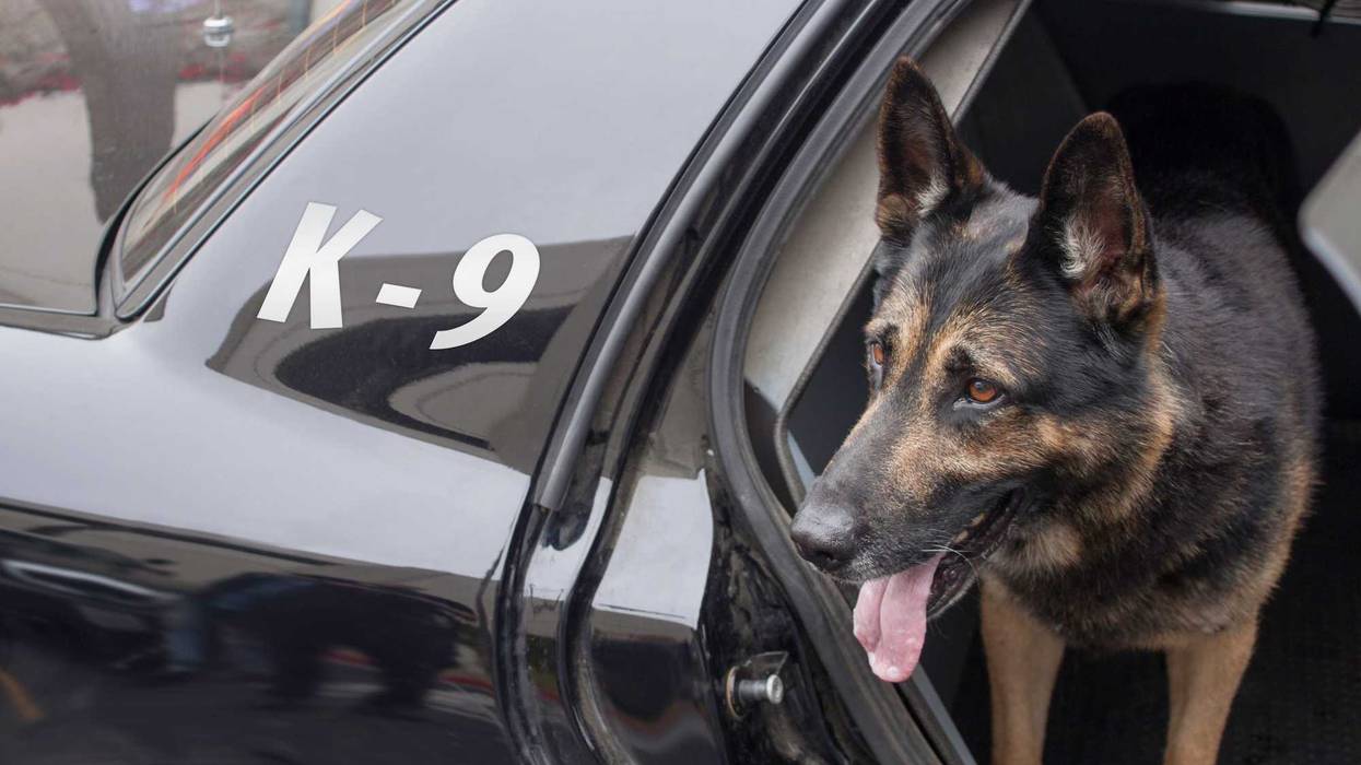 Police canine waiting in the back of a patrol car.