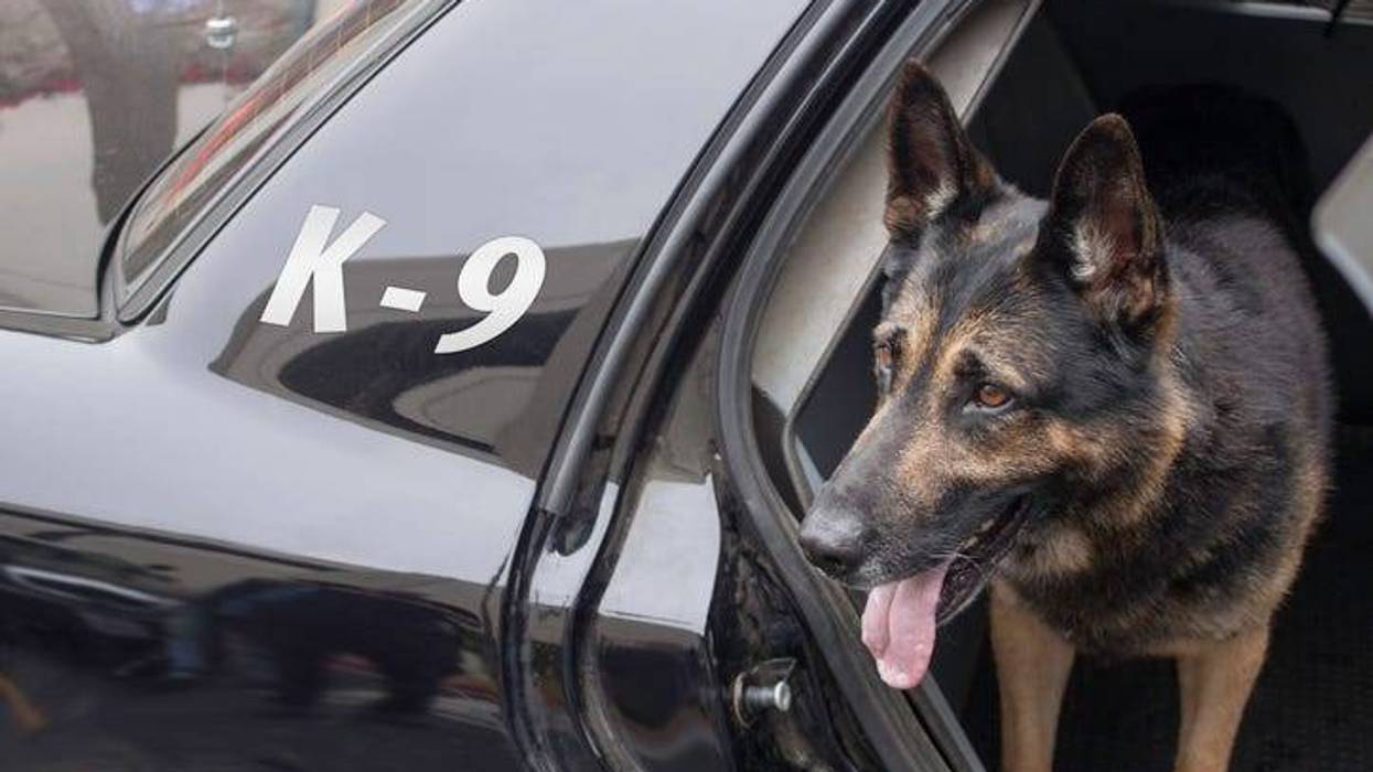 police dog stabbed