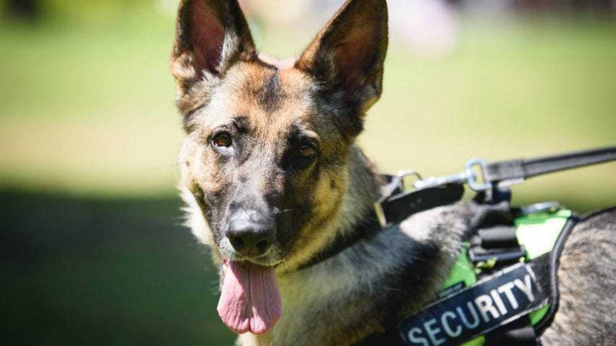 police dog