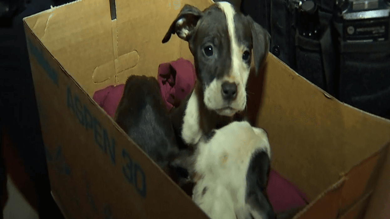 Police found a box of puppies in the street Tuesday in Englewood on the South Side.