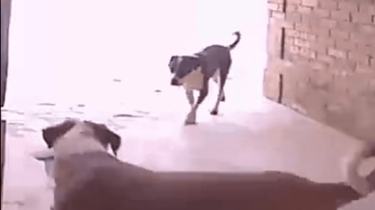 Police in Oklahoma City are sharing security video of an unusual porch theft after two dogs were caught on camera stealing a package from a home.