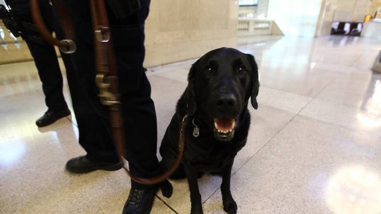 Loose dog finds relief from the heat by breaking into the Denton County Sheriff's Office