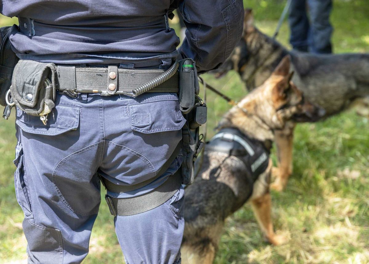 Police officers and their K9s conducting searches.