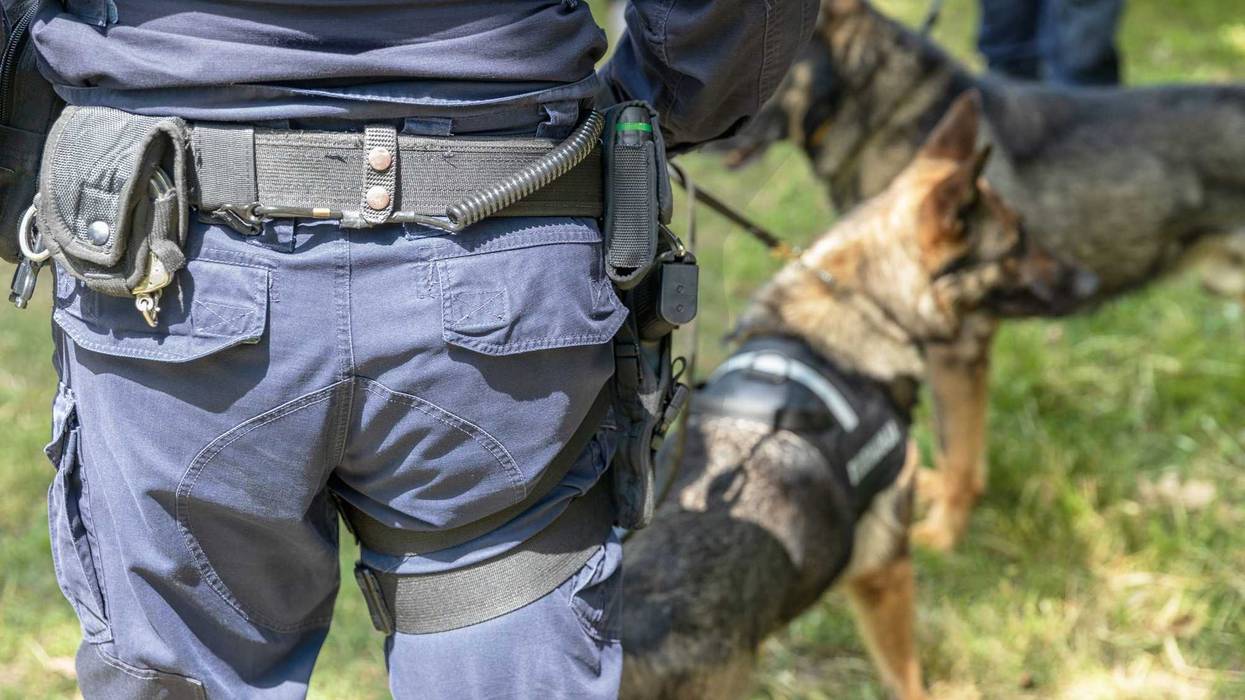 Police officers and their K9s conducting searches.