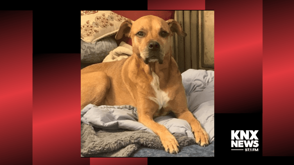 Police say this dog was stolen from his owner inside a North Hollywood convenience store.