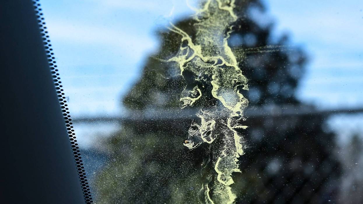 Pollen rests on a car window