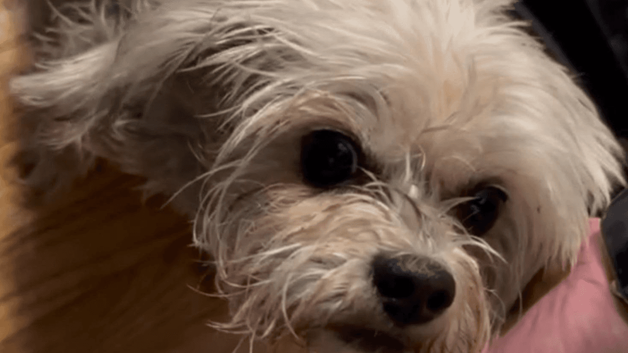 Polly, a small Maltese mix, was slammed to the ground and was taken for medical treatment in January, 2025.