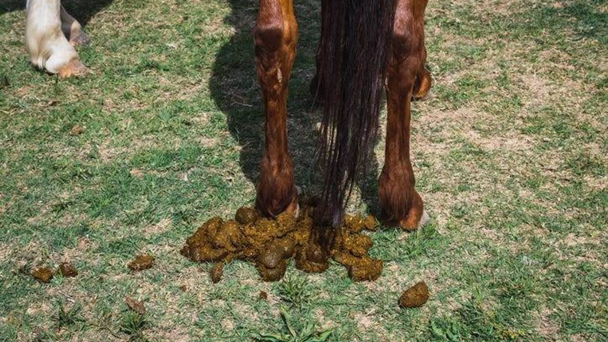 poop