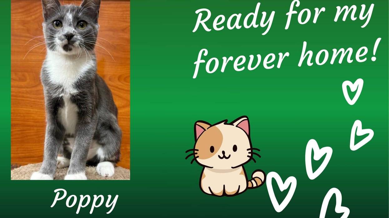 Poppy, a gray and white six month old kitten