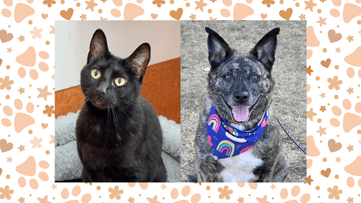 Wet Nose Wednesday: Poppy and Havana