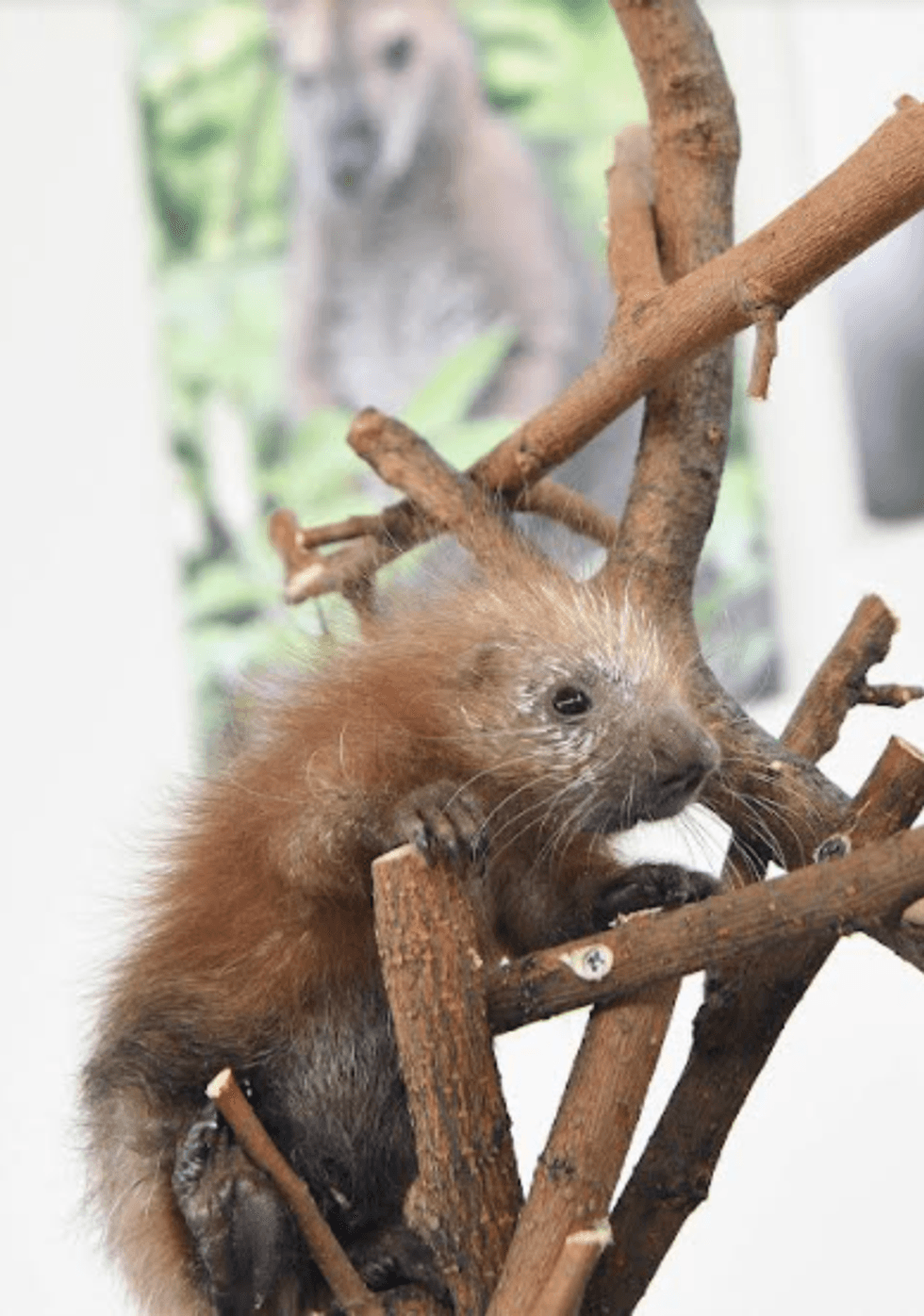 porcupette