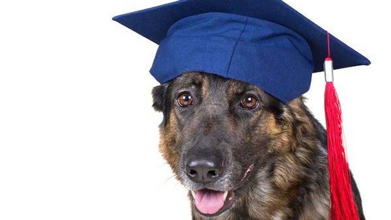 Portrait of a cute German shepherd wearing a graduation cap