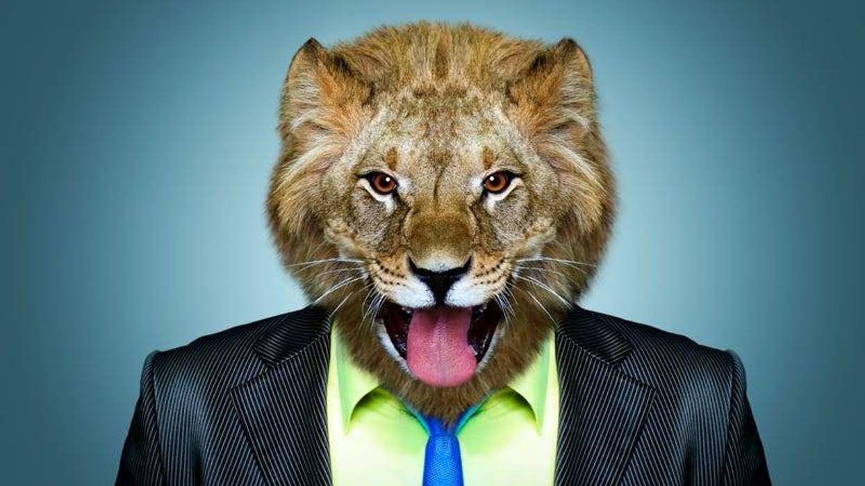 Portrait of a lion in a business suit.