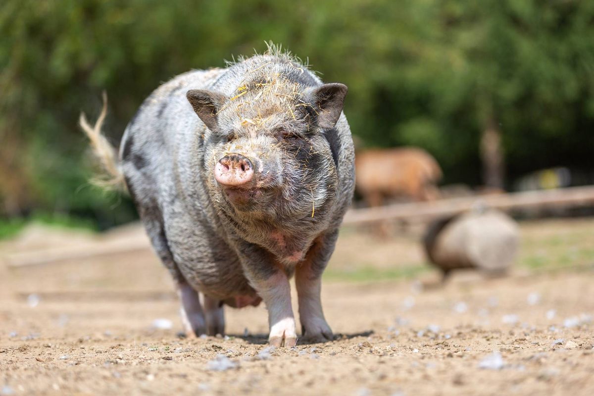 Portrait of a pot-bellied pig at a farm