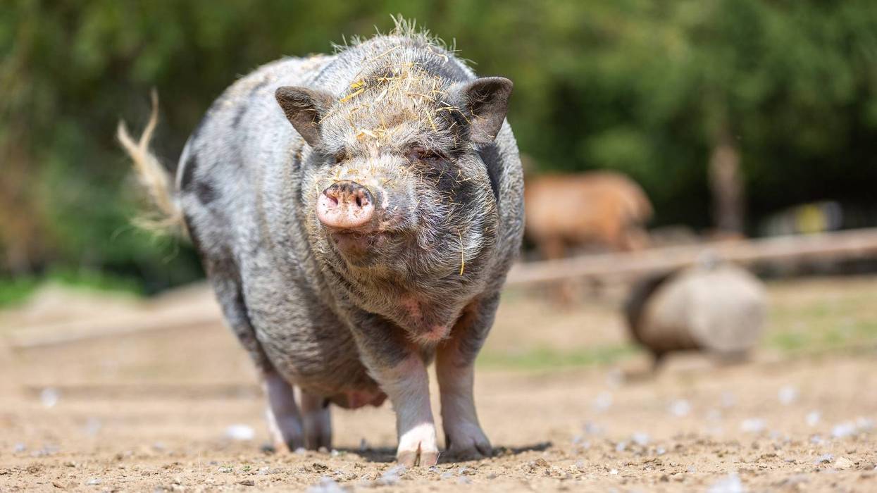 Portrait of a pot-bellied pig at a farm