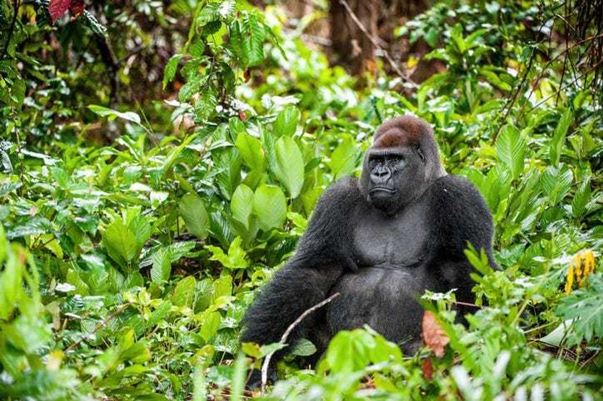 Portrait of a western lowland gorilla close up at a short distance.