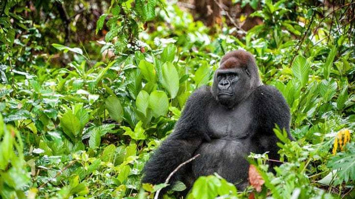 Portrait of a western lowland gorilla close up at a short distance.