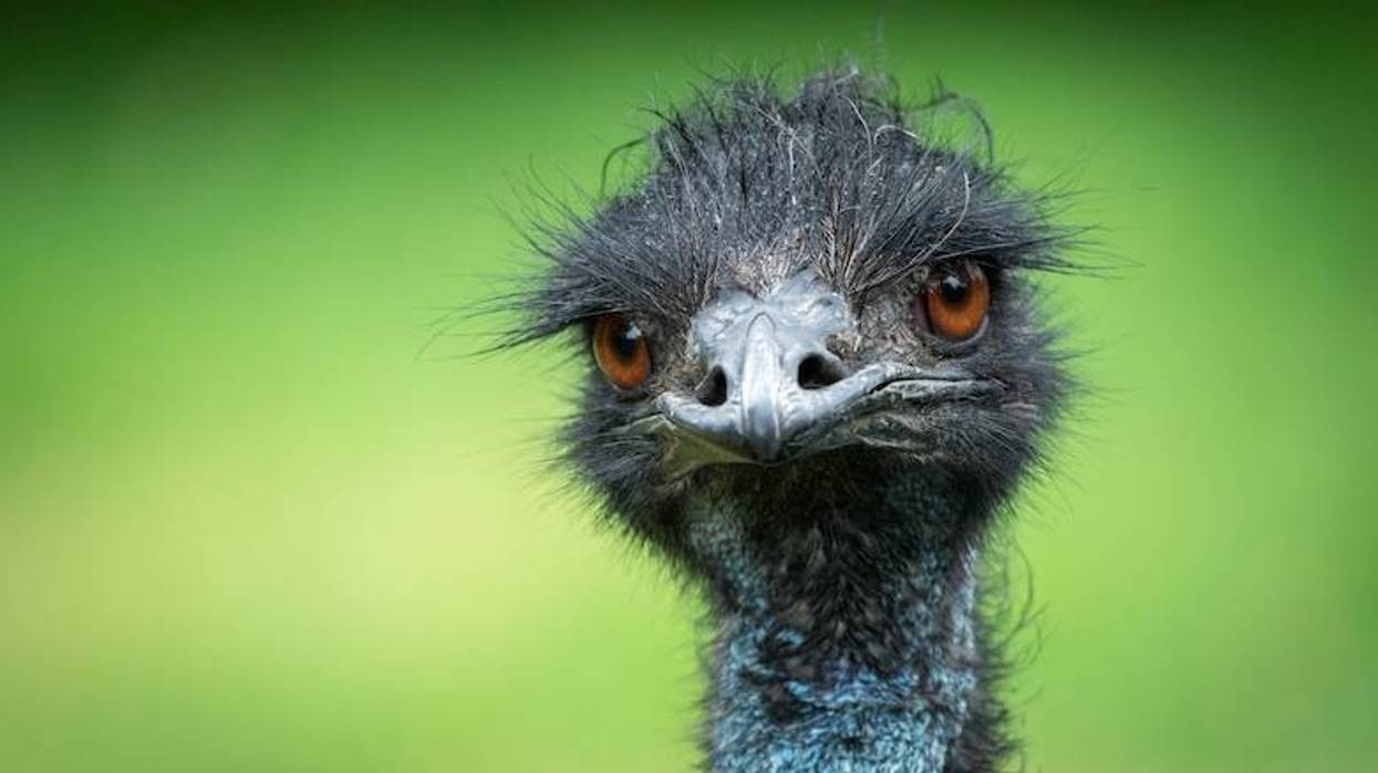 15-month-old emu named Temu from Lancaster missing from family home
